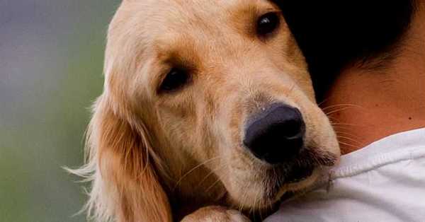 Estudio sostiene que tener mascotas mejora la salud mental de las personas - SNT