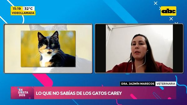 ¡Lo que no sabías de los gatos carey! - Ensiestados - ABC Color