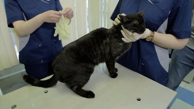 Rusia inicia vacunación de mascotas contra el covid-19 - Noticiero Paraguay