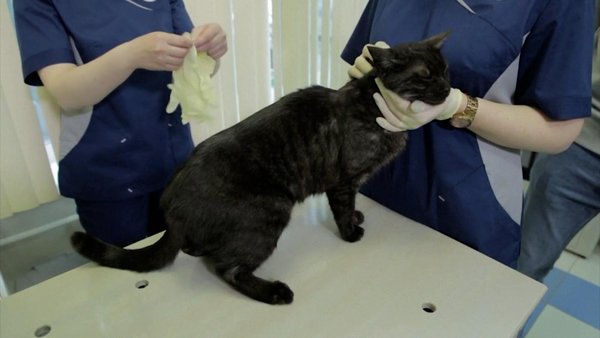 Rusia inicia vacunación de mascotas contra el covid-19 - Noticiero Paraguay