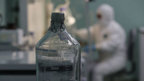Suero de plasma de burros, la nueva apuesta de Bolivia contra el Covid
