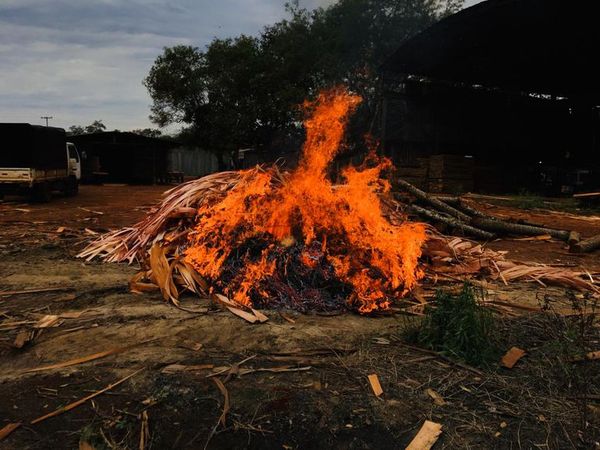 Incineran 900 kilos de marihuana prensada - ABC en el Este - ABC Color