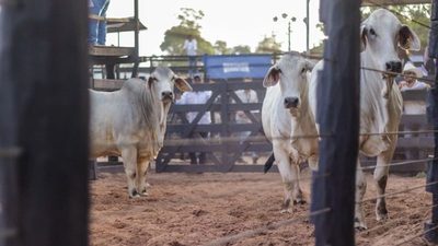 ¡Comienzan actividades en pista! Hoy juzgamiento de animales Brahman a campo