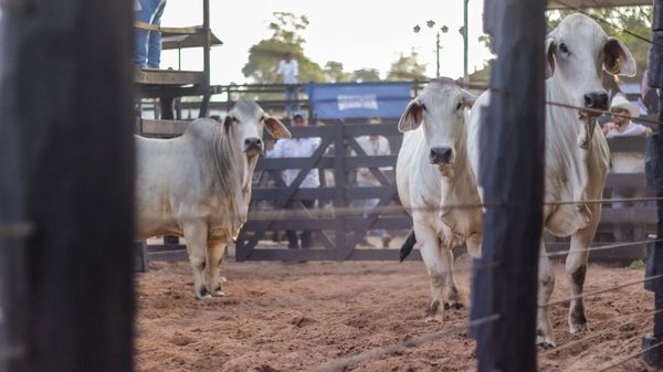 ¡Comienzan actividades en pista! Hoy juzgamiento de animales Brahman a campo