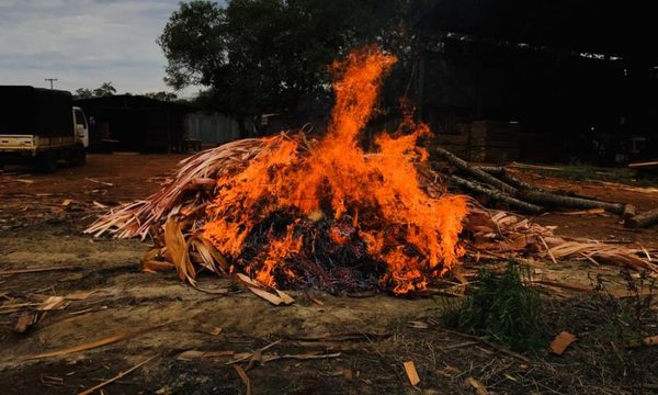Incineran más de 900 kilos de marihuana prensada – Diario TNPRESS