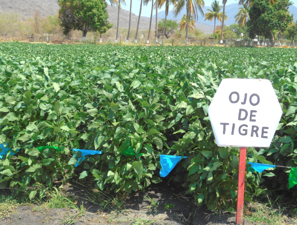 Uso de mutagénesis Radioinducida en el mejoramiento genético de soja