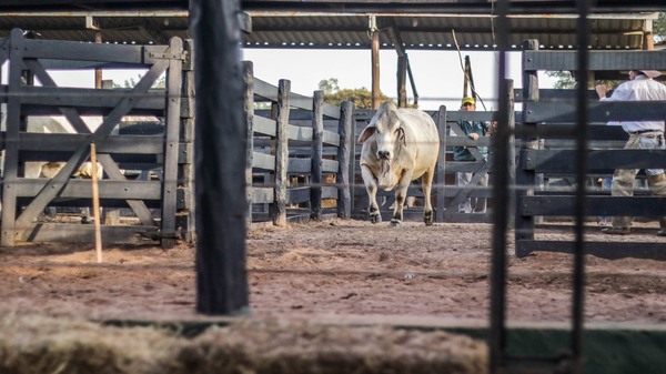 EN VIVO – Juzgamiento de animales Brahman a Campo