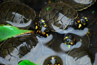 Detenido en Ecuador individuo por presunta tenencia ilegal de 16 tortugas
