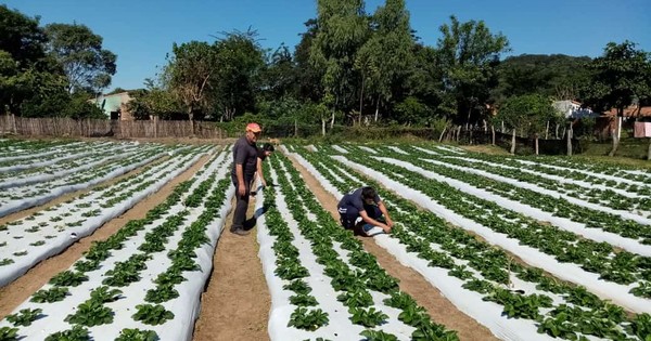 La Nación / Productores de Paraguarí reciben asistencia técnica del MAG