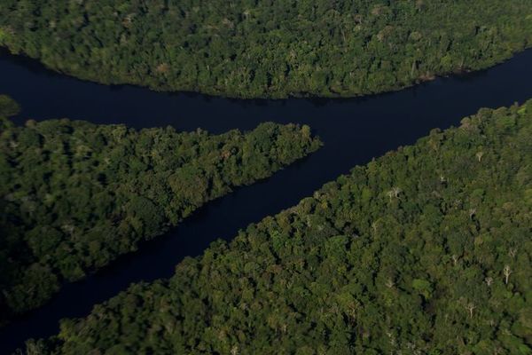Los hongos ayudaron a las plantas a conquistar las tierras - Ciencia - ABC Color