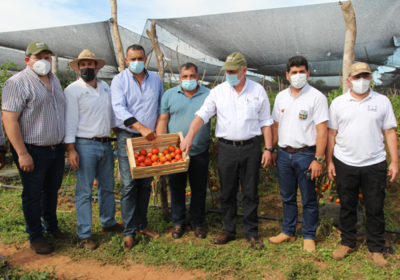 Inició cosecha de tomate en distrito de R. I. 3 Corrales, Caaguazú