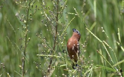 Bosques sí, pero pastizales también, o desaparecerán muchas aves
