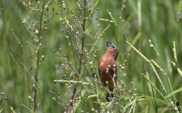 Bosques sí, pero pastizales también, o desaparecerán muchas aves