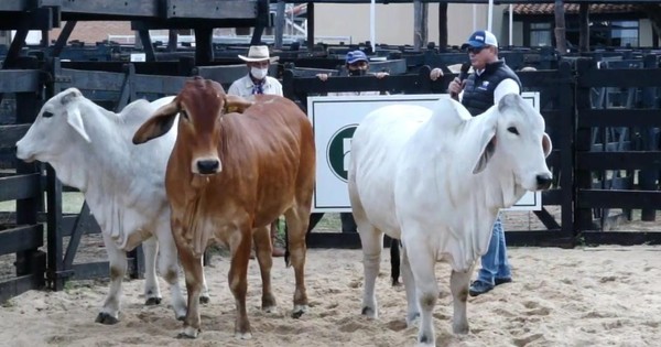 La Nación / Con gran éxito se desarrolla la Nacional Brahman, que tendrá a sus campeones mañana