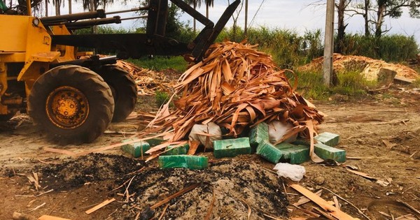 La Nación / Queman más de 900 kilos de marihuana prensada en Alto Paraná