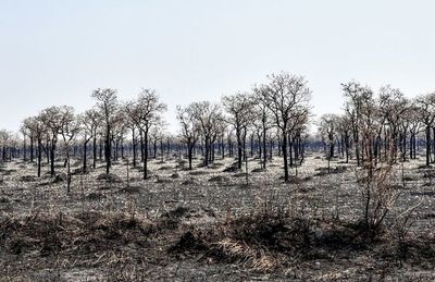 Bolivia dice que se controló incendio en parque colindante con Paraguay - Mundo - ABC Color