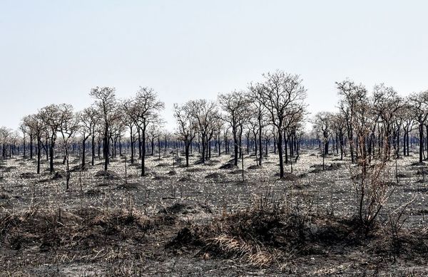 Bolivia dice que se controló incendio en parque colindante con Paraguay - Mundo - ABC Color