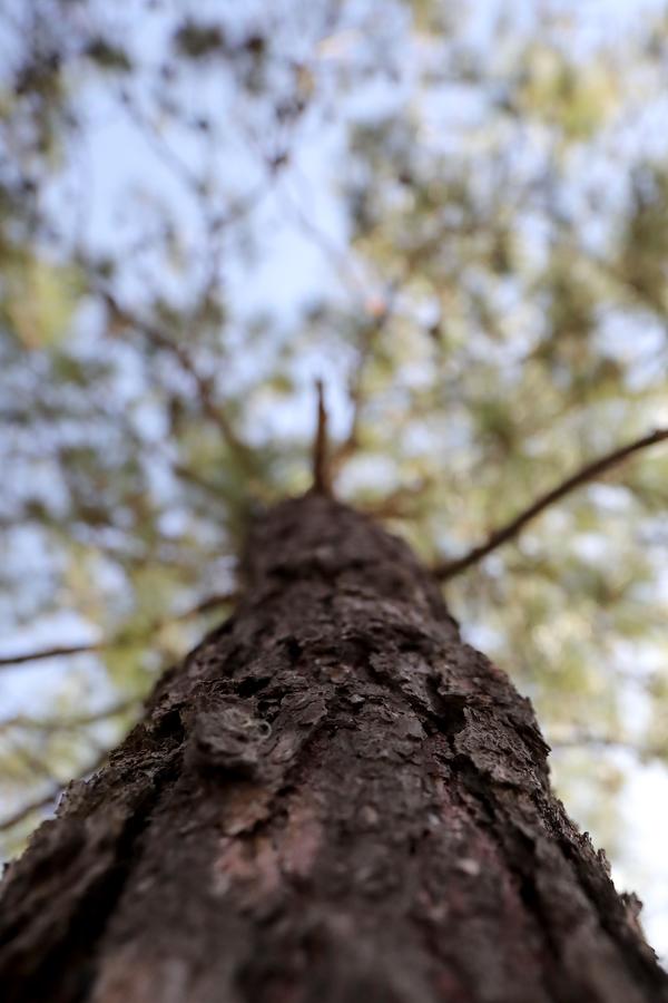 Honduras conmemora el "Día del árbol" con una creciente destrucción de sus bosques - MarketData
