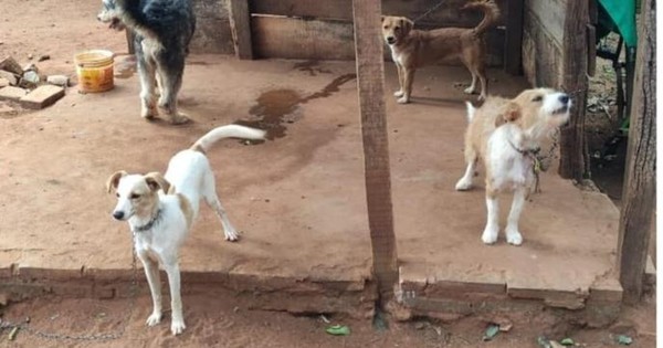 La Nación / Rescatan a 8 perros atados y mal cuidados de una casa en San Lorenzo