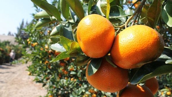 Temporada de mandarina: la fruta de buena demanda a la que no se le saca el jugo (falta mayor producción)