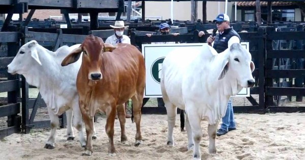 La Nación / Con gran éxito se desarrolla la Expo Nacional Brahman