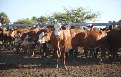 OIE certifica a Paraguay como país libre de seis enfermedades en animales - Nacionales - ABC Color