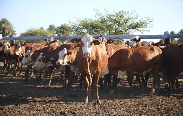 OIE certifica a Paraguay como país libre de seis enfermedades en animales - Nacionales - ABC Color