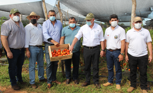 Arrancó temporada de cosecha de tomates