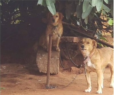 Fiscalía aguarda informe clínico de los 8 perros rescatados para determinar si hubo hecho punible | Ñanduti