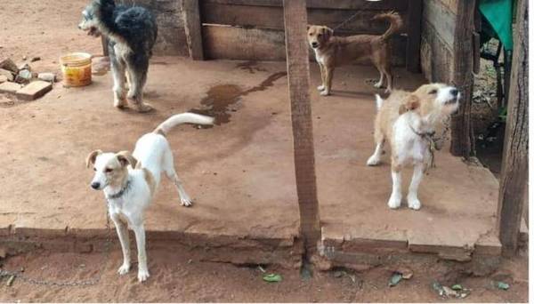 Rescatan a 8 perros tras denuncia por maltrato animal en San Lorenzo | Ñanduti