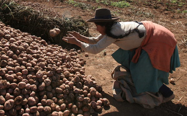 EE.UU., Europa y Bolivia son los principales destinos de la papa peruana - MarketData