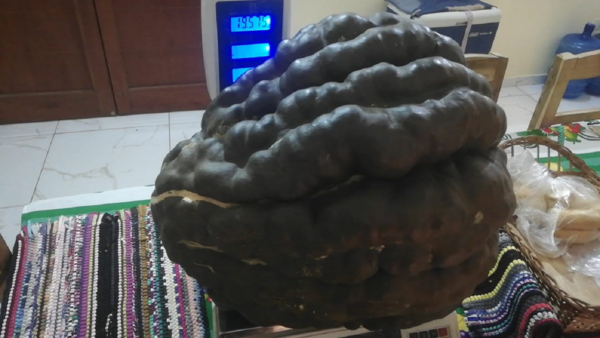 Un superzapallo de casi 20 kilos en una huerta familiar de Asunción