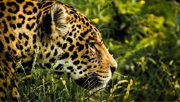 El yaguareté, uno de los más afectados por las amenazas al Bosque Atlántico