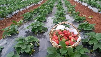 Habrá superproducción de frutilla y precios más bajos