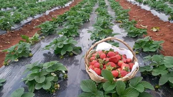 Habrá superproducción de frutilla y precios más bajos