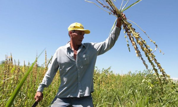 Exportación de sésamo dejó USD 9 millones hasta abril