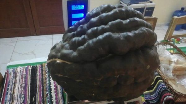 Un superzapallo de casi 20 kilos en una huerta familiar de Asunción