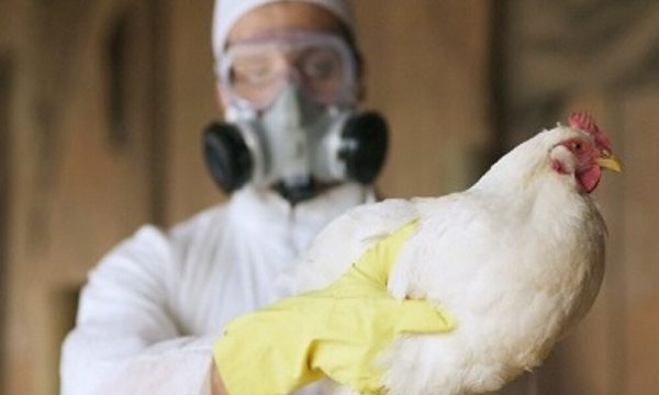 China registra el primer caso de gripe aviar H10N3 en humanos