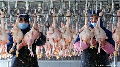 China confirma primer contagio humano de cepa de gripe aviar H10N3 - El Trueno