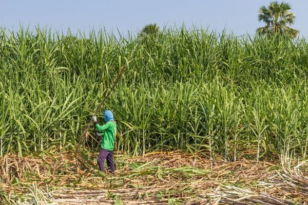 Zafra 2021 de caña de azúcar prevé 450.000 toneladas y 30.000 familias beneficiadas - MarketData