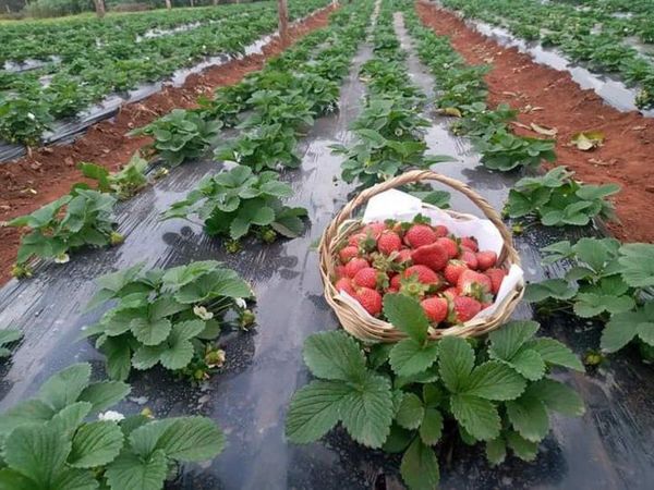 Habrá superproducción de frutilla y precios más bajos