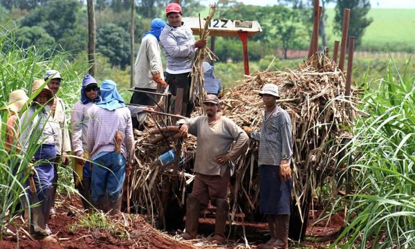 Proyectan 450 mil toneladas de caña de azúcar en actual zafra