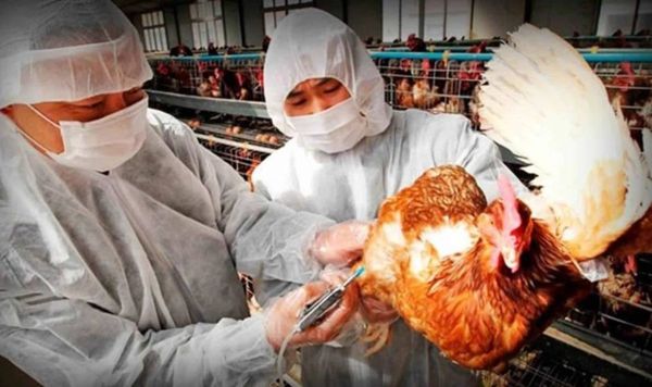 CHINA NO QUIERE QUE TE ABURRAS: gripe aviar H10N3 en humanos fue detectado en China