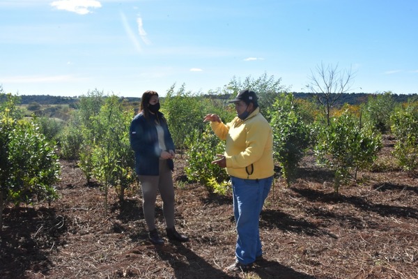 APUNTAN A CREAR UN CIRCUITO DE LA YERBA MATE EN EL NORDESDE DE ITAPÚA