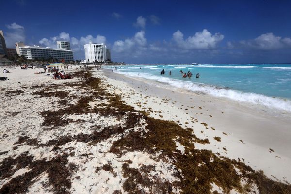 Aumentan las playas con abundante sargazo en el Caribe mexicano - MarketData