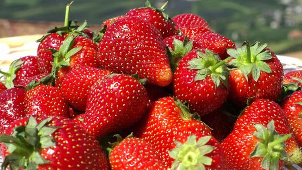Superproducción y ofertas de frutillas en Areguá