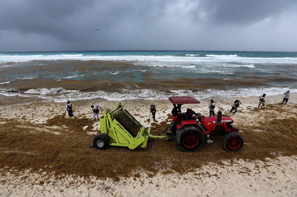 Aumentan playas con abundante sargazo en Caribe mexicano - MarketData
