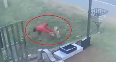 Ni las gallinas se salvan de los delincuentes - Nacionales - ABC Color