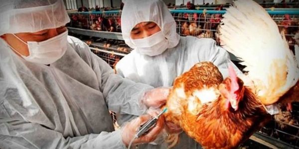 Detectan el primer caso de gripe aviar H10N3 en humanos en China - Noticiero Paraguay