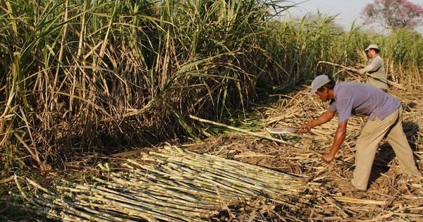 La Nación / Prevén producir 27 millones de litros de alcohol en la zafra de caña de azúcar 2021